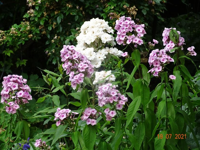  - Phlox 2021