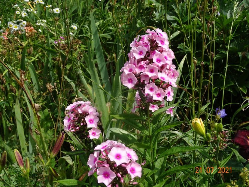  - Phlox 2021