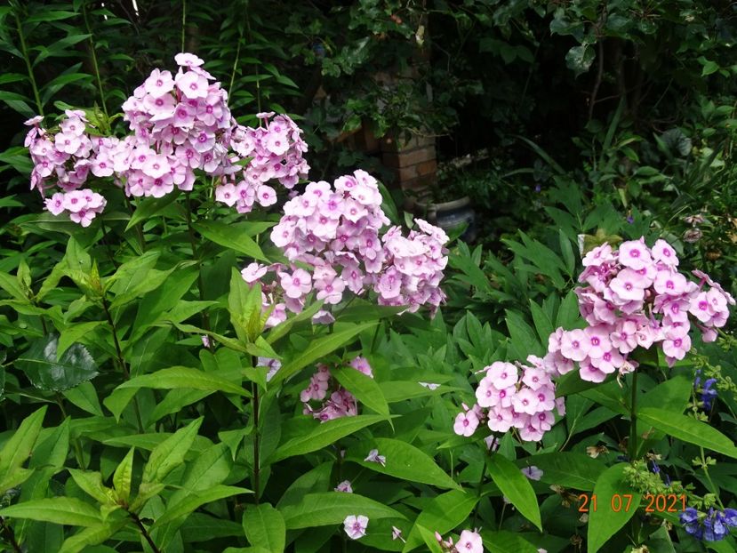  - Phlox 2021