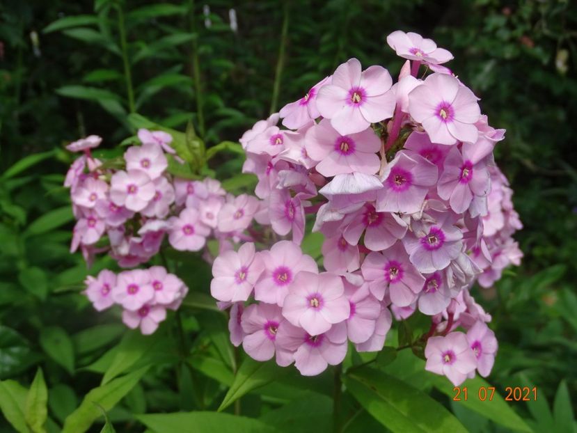  - Phlox 2021