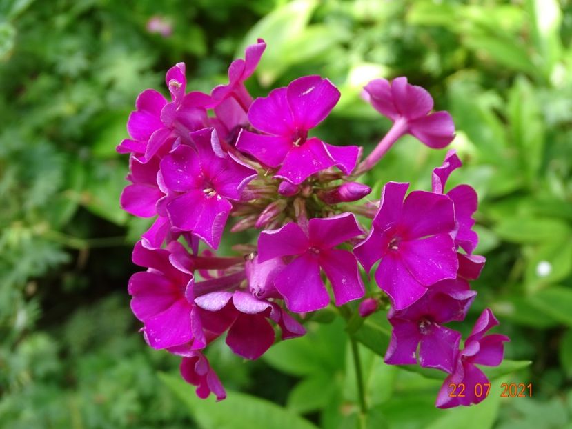  - Phlox 2021