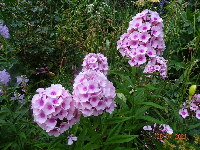  - Phlox 2021