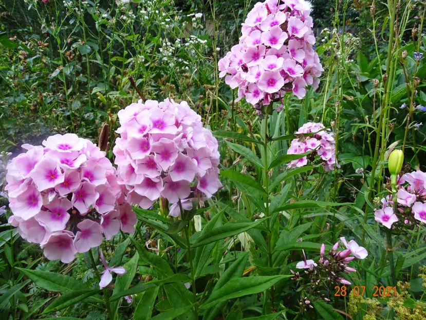  - Phlox 2021