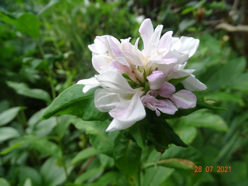  - Phlox 2021
