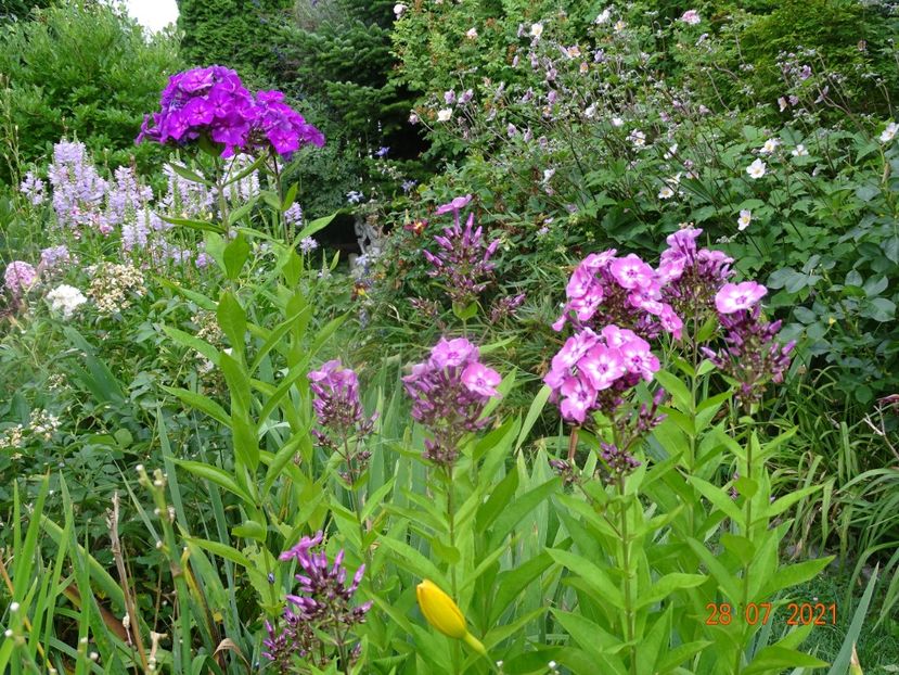  - Phlox 2021