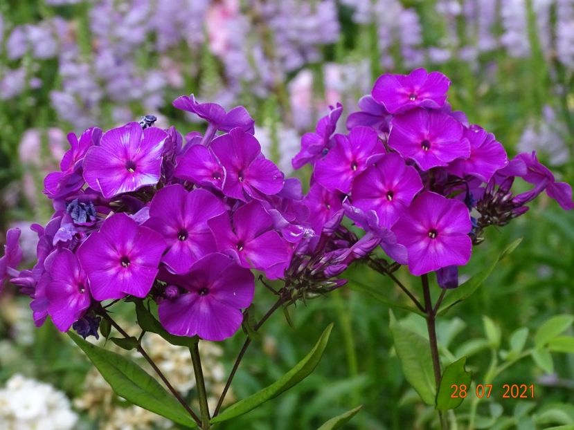  - Phlox 2021