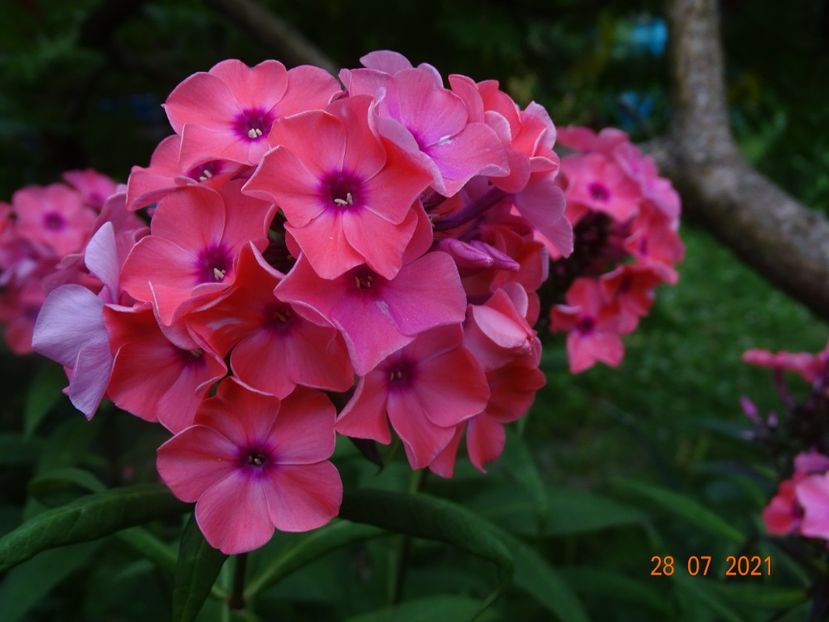  - Phlox 2021