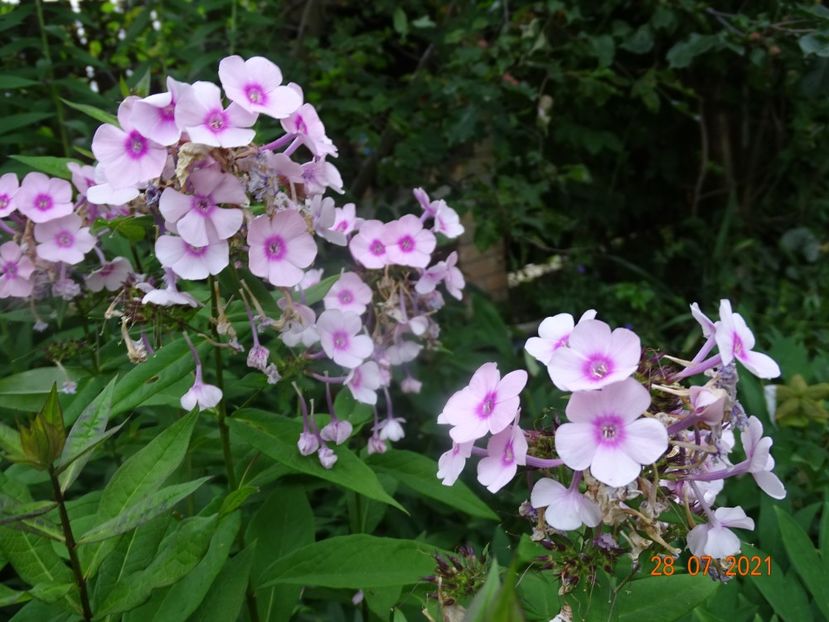  - Phlox 2021