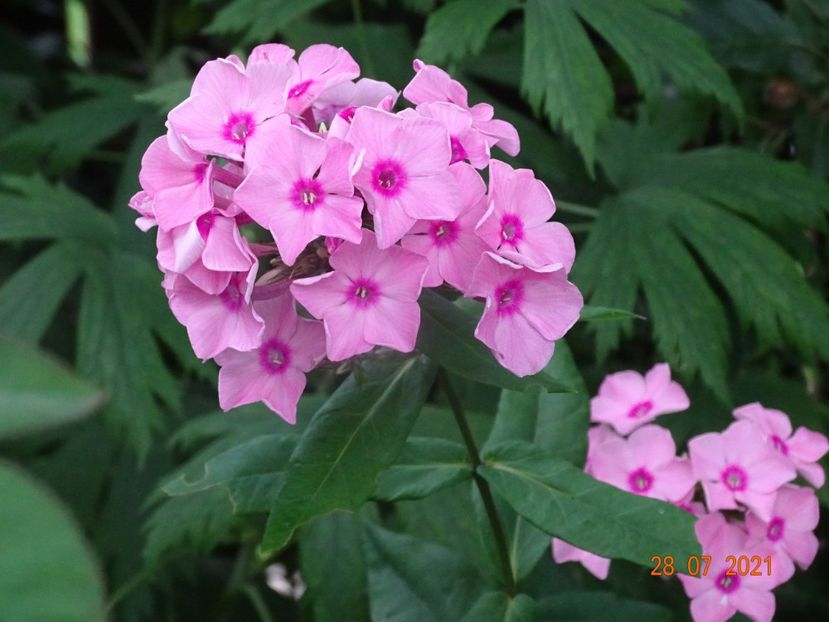  - Phlox 2021