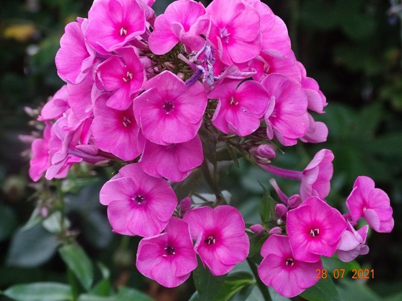  - Phlox 2021