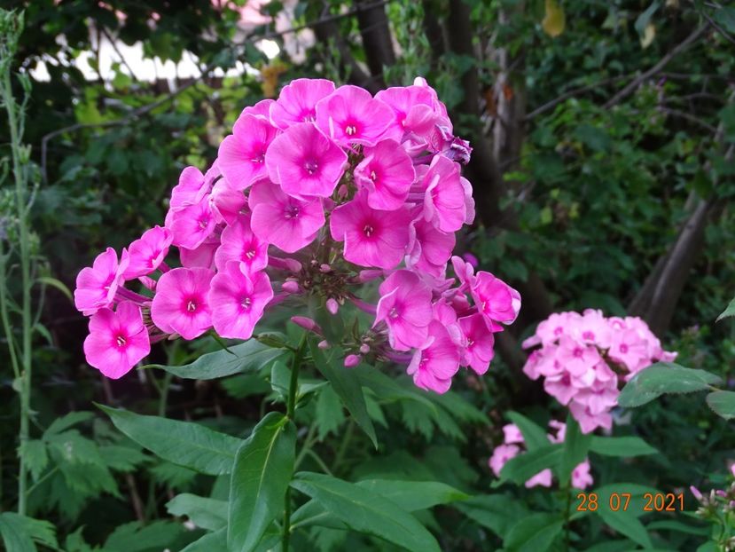  - Phlox 2021
