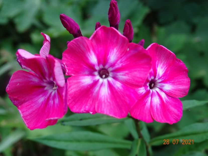  - Phlox 2021