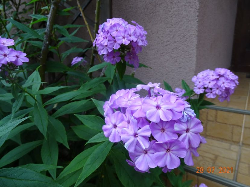  - Phlox 2021