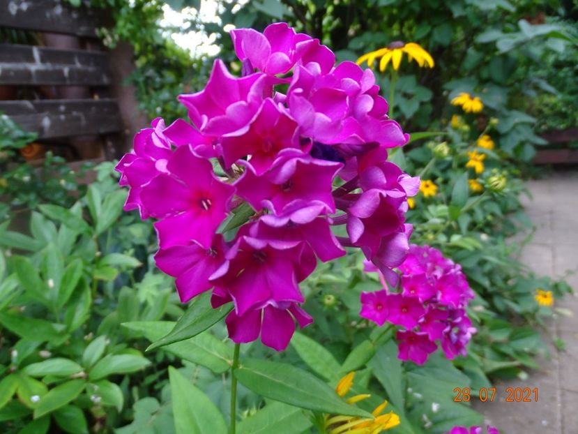  - Phlox 2021