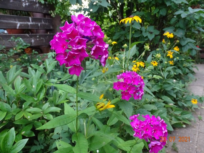  - Phlox 2021