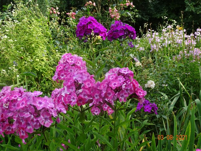  - Phlox 2021