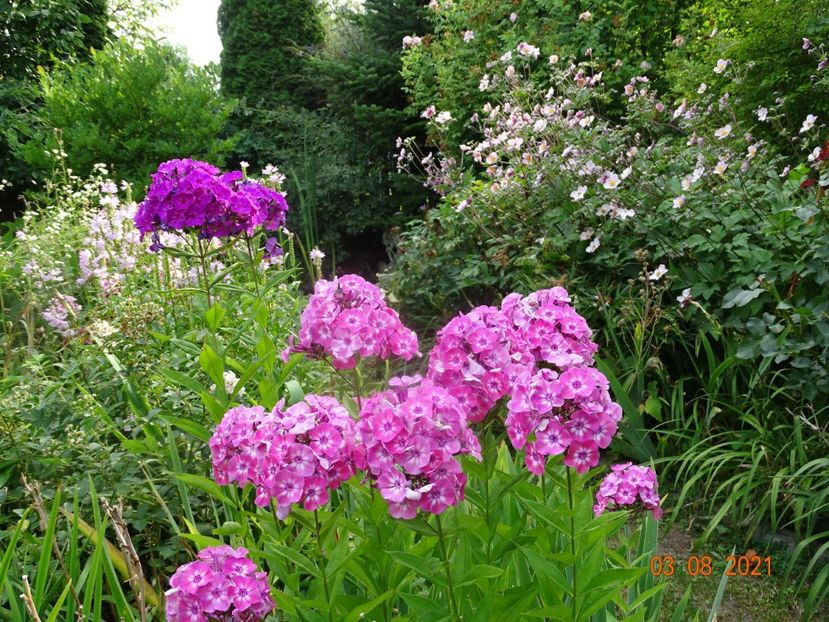  - Phlox 2021