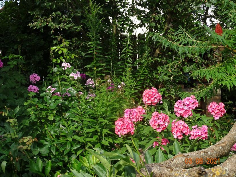  - Phlox 2021