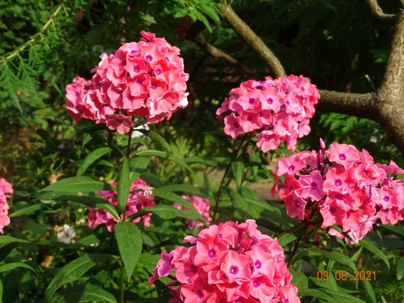  - Phlox 2021