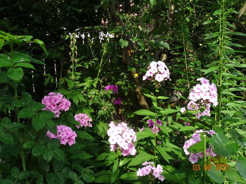  - Phlox 2021