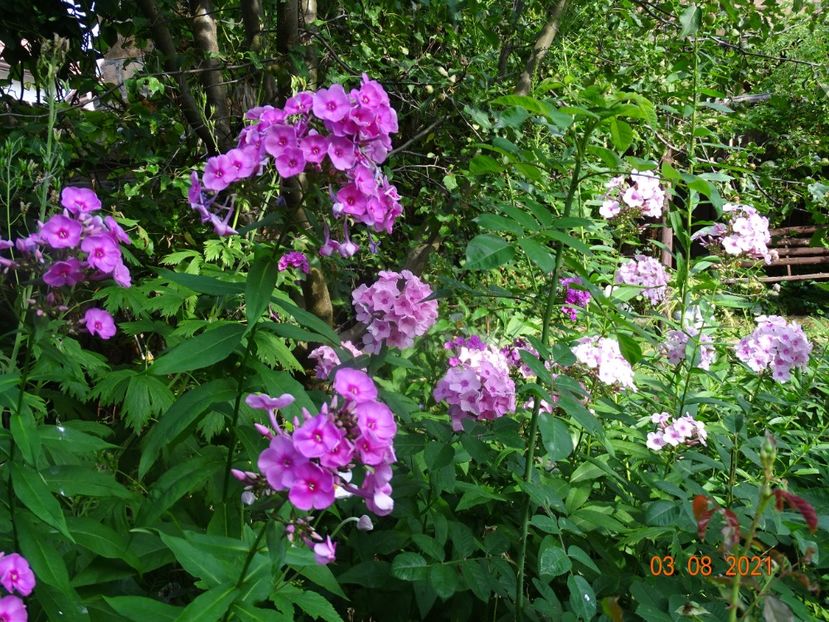  - Phlox 2021