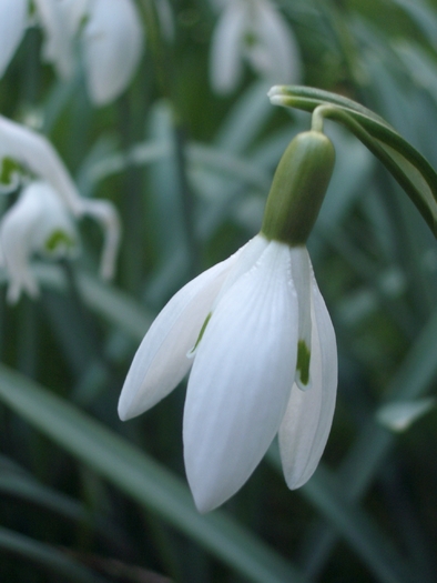 single_snowdrop_by_chegs