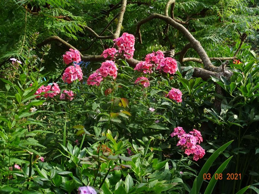  - Phlox 2021