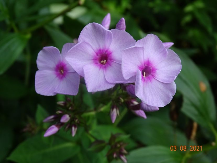  - Phlox 2021