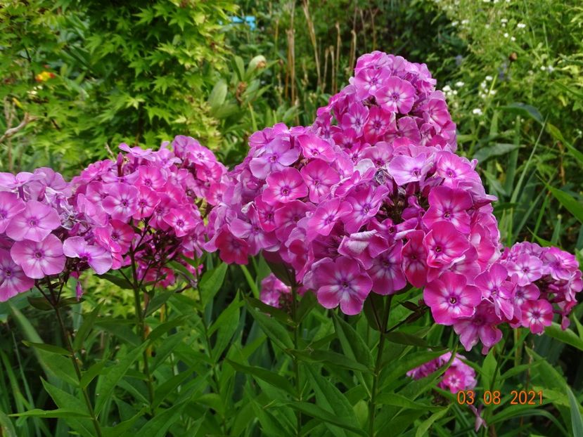  - Phlox 2021