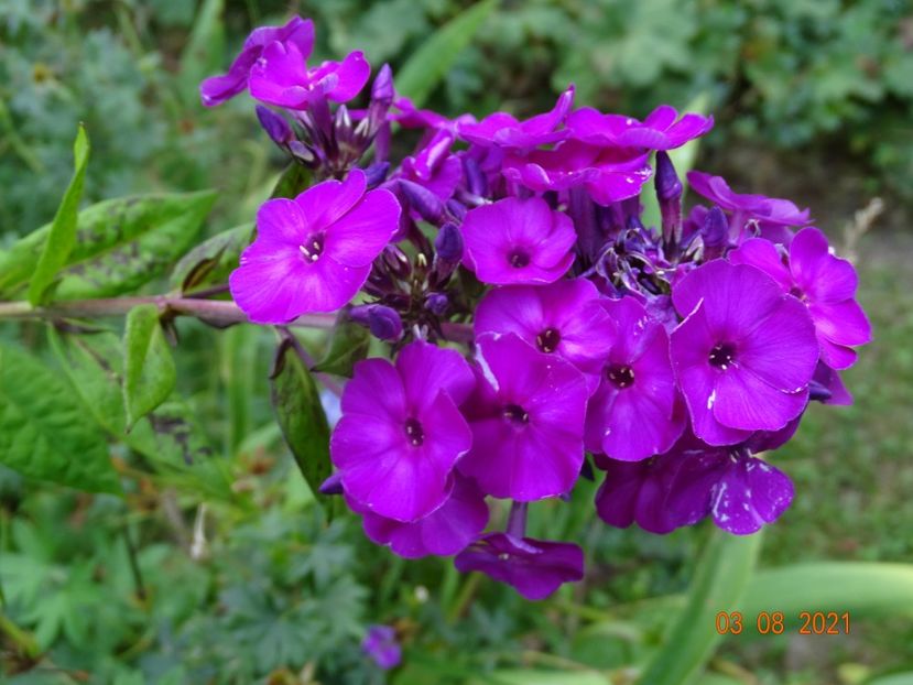  - Phlox 2021