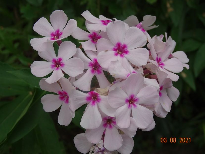  - Phlox 2021
