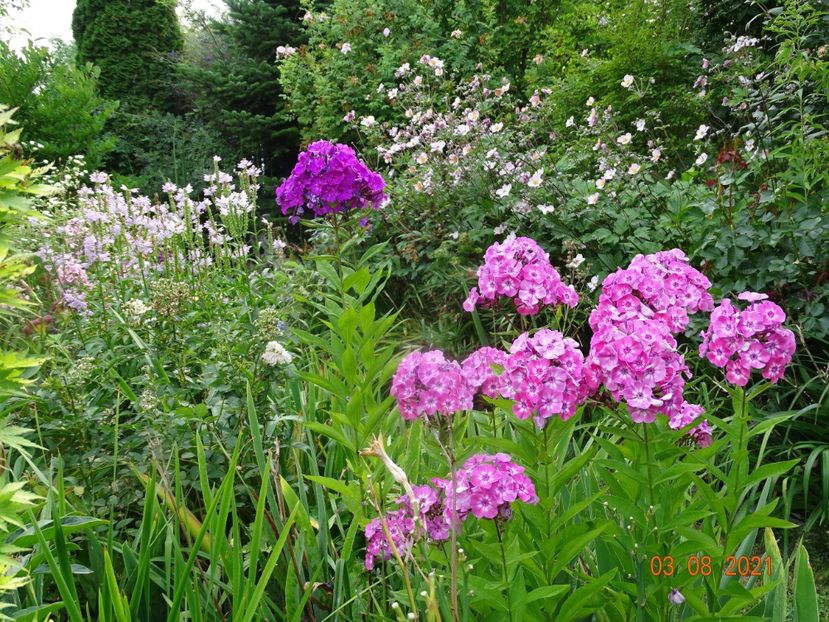  - Phlox 2021