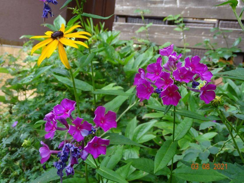  - Phlox 2021