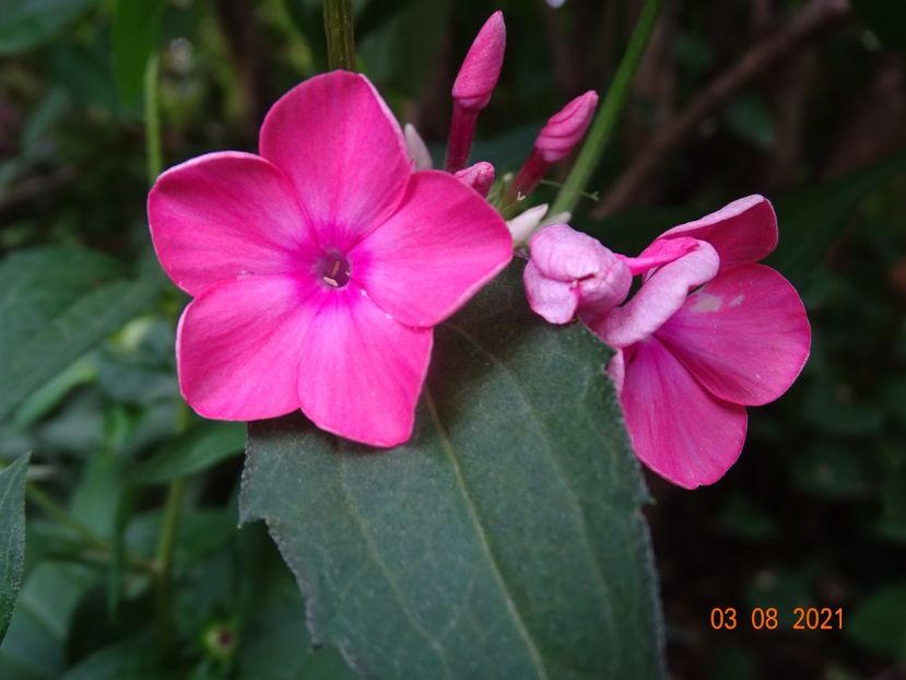  - Phlox 2021