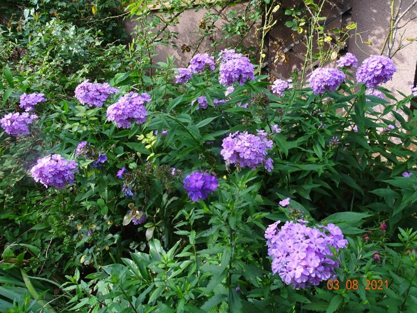  - Phlox 2021