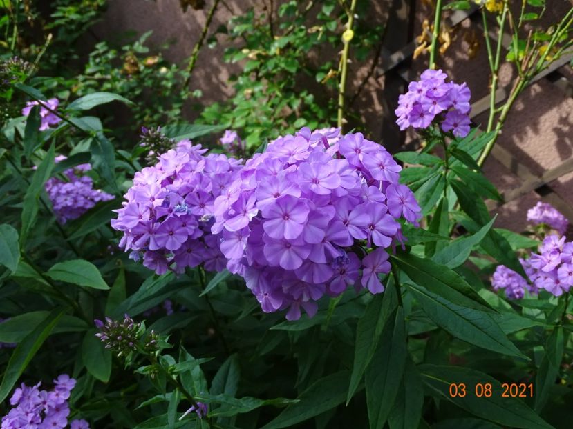  - Phlox 2021