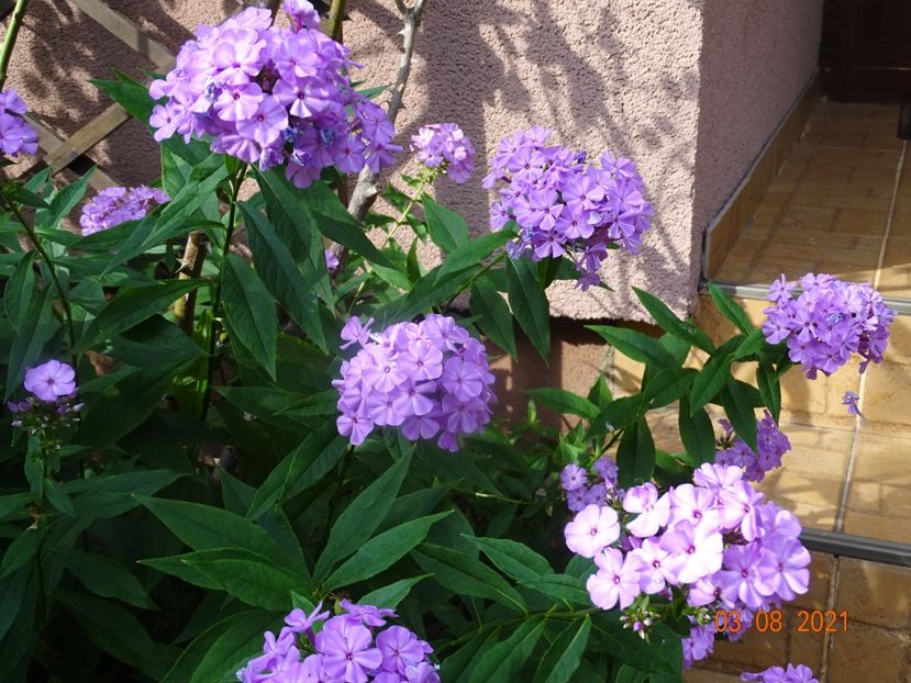  - Phlox 2021