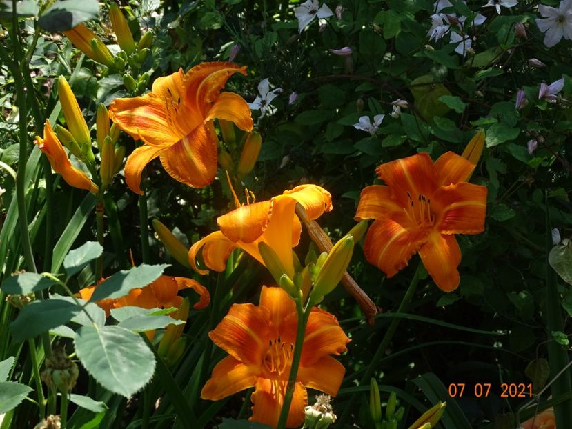  - Hemerocallis 2021