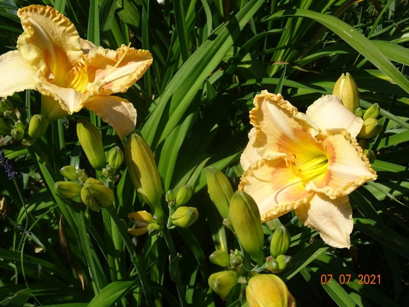  - Hemerocallis 2021