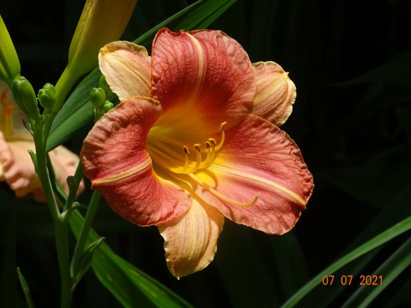  - Hemerocallis 2021