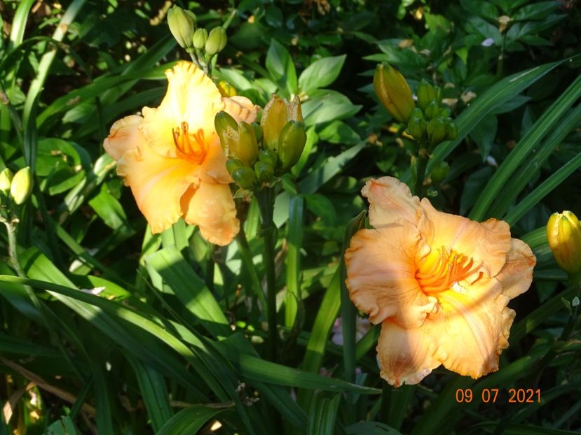  - Hemerocallis 2021