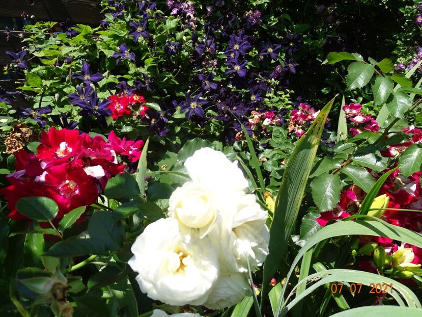  - Trandafiri 2021 -C