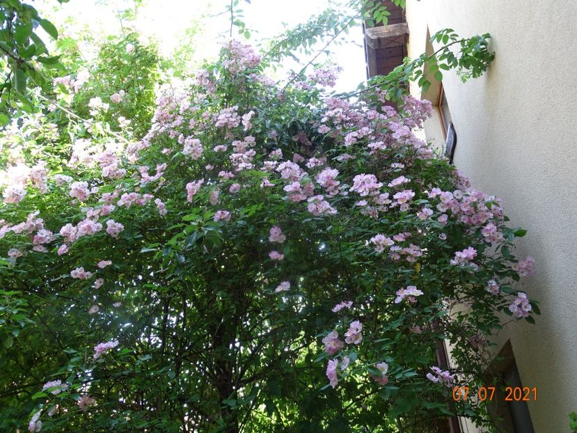  - Trandafiri 2021 -C