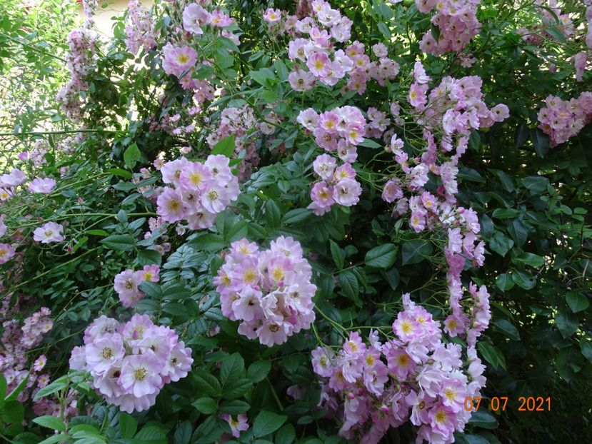  - Trandafiri 2021 -C