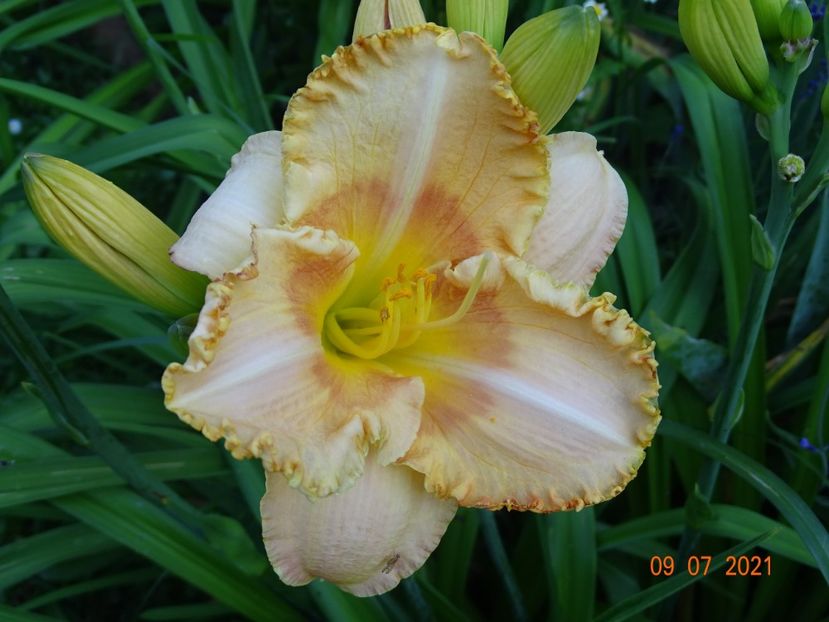  - Hemerocallis 2021
