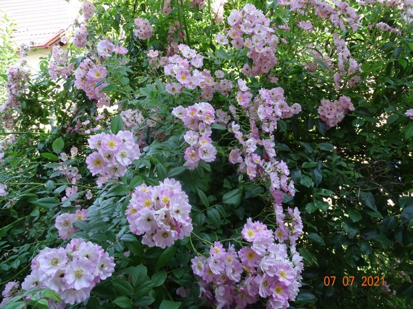  - Trandafiri 2021 -C