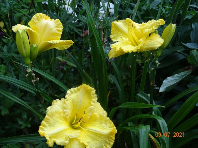  - Hemerocallis 2021
