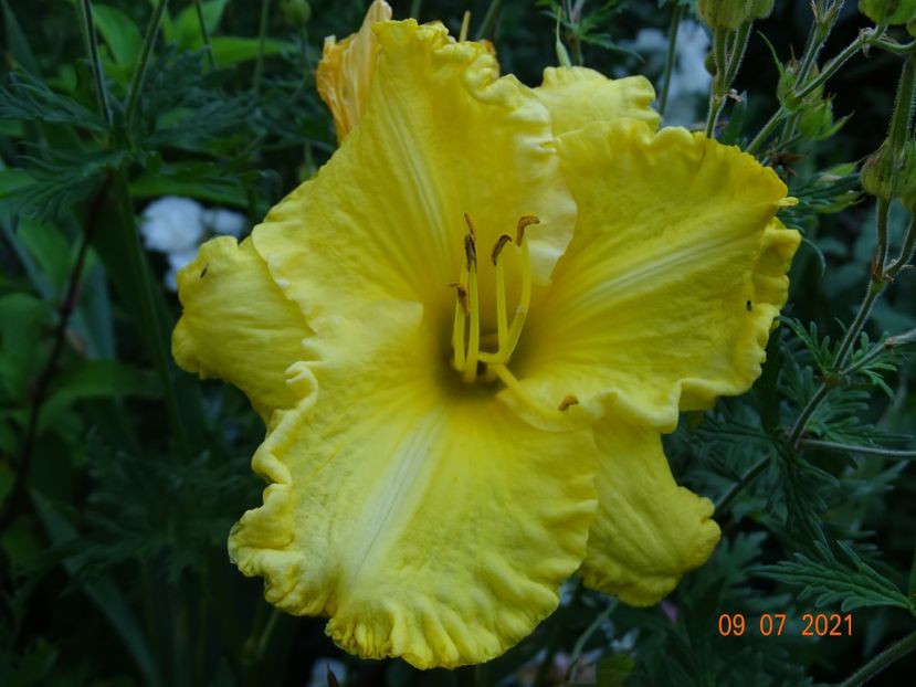  - Hemerocallis 2021