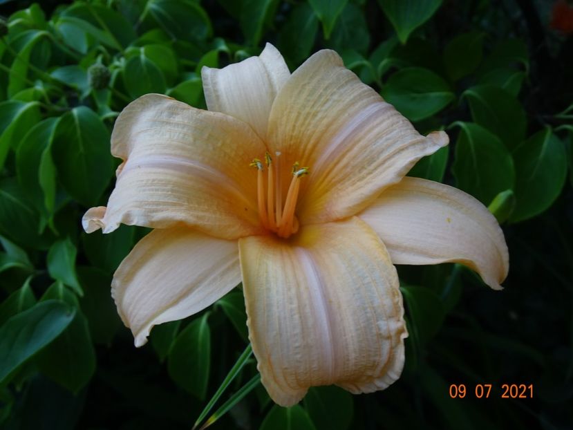  - Hemerocallis 2021