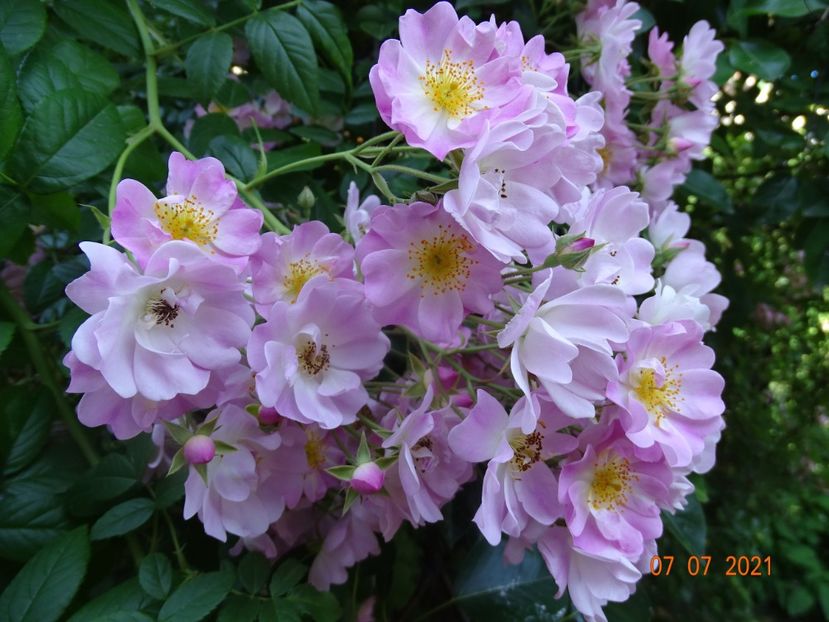  - Trandafiri 2021 -C
